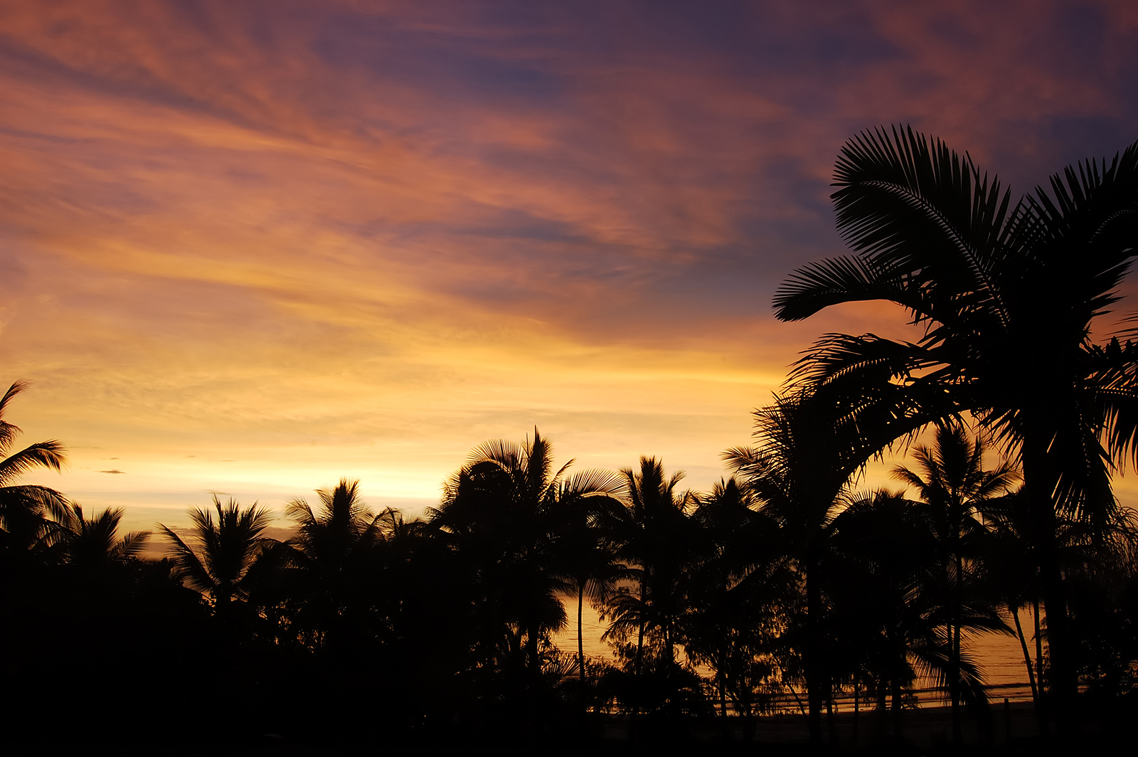 palm trees at sunrise in port douglas